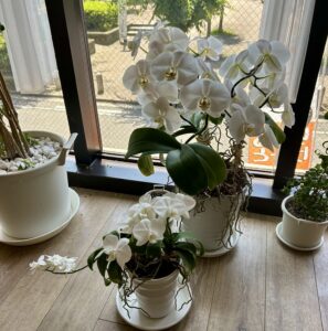 画像１